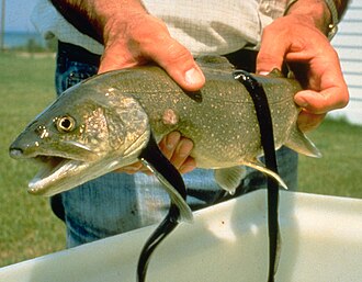 Lampreys attached to a lake trout.