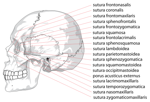 Human skull side sutures right