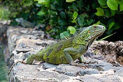 Green Iguana from Curaçao