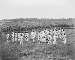 Juvenile African-American convicts working in the fields in a chain gang, photo taken c. 1903