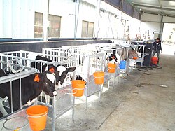 Confining calves for veal production in individual crates has attracted welfare concerns.