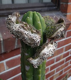 Echinopsis pachanoi