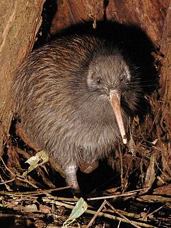 Kiwi have a probing bill which allows them to detect motion.