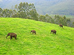 Asian elephants are megaherbivores, consuming large amounts of plant matter. Pictured are grazing elephants from Kerala, India