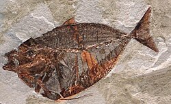 Fossil of the Eocene carangiform †Mene oblonga