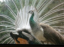 Peacock (seen from behind) displaying to attract peahen in foreground