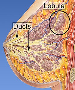 Ducts and lobules are the main locations of breast cancers.