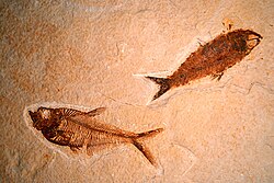 Diplomystus and Knightia
