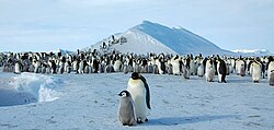 An emperor penguin colony on Snow Hill Island