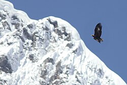 An adult flying above Himalayan mountains from Shingba Rhododendron Sanctuary in Sikkim, India