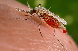 An Anopheles stephensi mosquito shortly after obtaining blood from a human (the droplet of blood is expelled as a surplus). This mosquito is a vector of malaria, and mosquito control is an effective way of reducing its incidence.