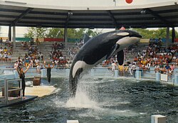 Lolita, at the Miami Seaquarium, was one of the oldest orcas in captivity.