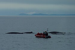 Estuary of St. Lawrence River, whale watching near Tadoussac, Quebec
