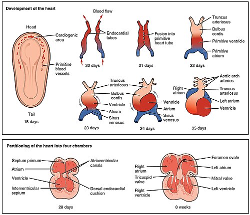 Development of the human heart during the first eight weeks (top) and the formation of the heart chambers (bottom). In this figure, the blue and red colors represent blood inflow and outflow (not venous and arterial blood). Initially, all venous blood flows from the tail/atria to the ventricles/head, a very different pattern from that of an adult.[8]