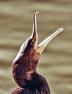 Great cormorant with hooked bill