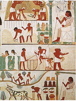 Agricultural scenes of threshing, a grain store, harvesting with sickles, digging, tree-cutting and ploughing from ancient Egypt. Tomb of Nakht, 15th century BC