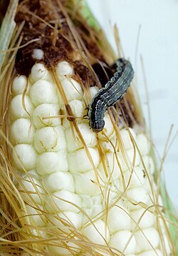 Helicoverpa zea larva feeding on corn[35]