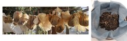 Left to right: Flots drying after water flotation processing; a dried flot ready to be analysed under the microscope.