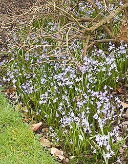 Self-sown carpet of Scilla forbesii (syn. Chionodoxa siehei) under a deciduous shrub, flowering in early April in the West Midlands, England
