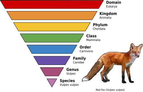 Taxonomy diagram for red fox.