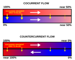 Fig. 22. A comparison between the operations and effects of a cocurrent and a countercurrent flow exchange system is depicted by the upper and lower diagrams respectively. In both, it is assumed that red has a higher value (e.g. of temperature or the partial pressure of a gas) than blue and that the property being transported in the channels, therefore, flows from red to blue. In fish a countercurrent flow (lower diagram) of blood and water in the gills is used to extract oxygen from the environment.[55][56][57]