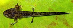 An alpine newt larva showing the external gills, which flare just behind the head