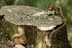 An eastern gray squirrel and a red squirrel eating seeds