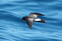 The poorly known New Zealand storm petrel was considered extinct for 150 years before being rediscovered in 2003.