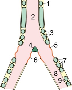 Schematic drawing of an avian syrinx 1: last free cartilaginous tracheal ring, 2: Trachea 3: first group of syringeal rings, 4: pessulus, 5: membrana tympaniformis lateralis, 6: membrana tympaniformis medialis, 7: second group of syringeal rings, 8: main bronchus, 9: bronchial cartilage