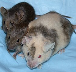 A chimeric mouse with her offspring, which carry the agouti coat color gene; note her pink eye