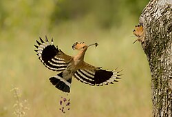 Hoopoe bringing food to the nest in the Pálava PLA, South Moravian Region, Czech Republic