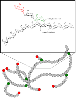 α(1→4)-glycosidic and α(1→6)-glycosidic linkages in the glycogen oligomer