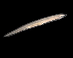 Cephalochordate: lancelet. Pictured species: Branchiostoma lanceolatum