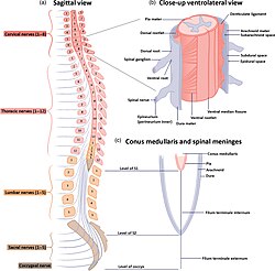 Spinal cord segments and spinal nerves, spinal cord detail, and spinal meninges and conus medullaris