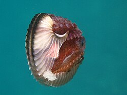 Female Argonauta argo with eggcase and eggs