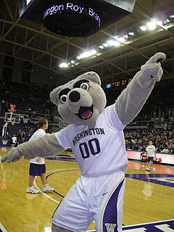 The costumed mascot, Harry the Husky, at a basketball game