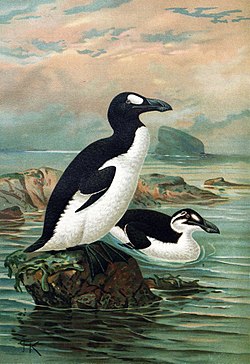 Great auk †