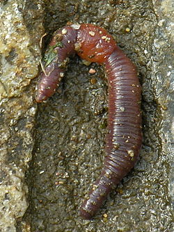 Earthworms are a classic example of biological homonymous metamery – the property of repeating body segments with distinct regions