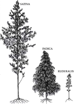Types of cannabis