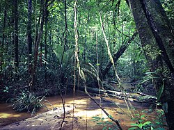 Guiana Amazonian Park in French Guiana