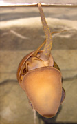 Pomacea canaliculata with extended siphon.