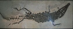 Topside view of a crocodile skeleton