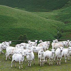 Shorn sheep