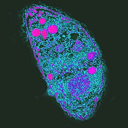 The protozoan Toxoplasma gondii facilitates its transmission by inducing behavioral changes in rats through infection of neurons in their central nervous system.
