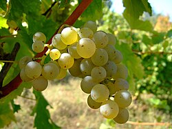 Sauvignon blanc