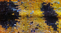 Wing scales.