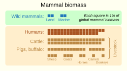 Wild mammals make up only four percent of global mammal biomass. Livestock domesticated by humans, as well as the biomass of humans themselves, constitute the other 96% of mammal biomass globally.[84]