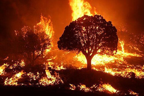 Wildfire burning in the Kaibab National Forest, Arizona, United States, in 2020. The Mangum Fire burned more than 70,000 acres (280 km2) of forest.