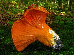 A mushroom (probably Russula brevipes) parasitized by Hypomyces lactifluorum, resulting in a "lobster mushroom"