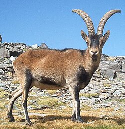 Photo of a southeastern Spanish ibex